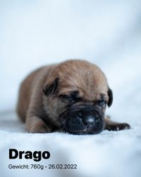 2022-02-26 03 Drago